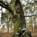 Eine eindrucksvolle Alt-Eiche am Havelh&ouml;henweg im Berliner Grunewald